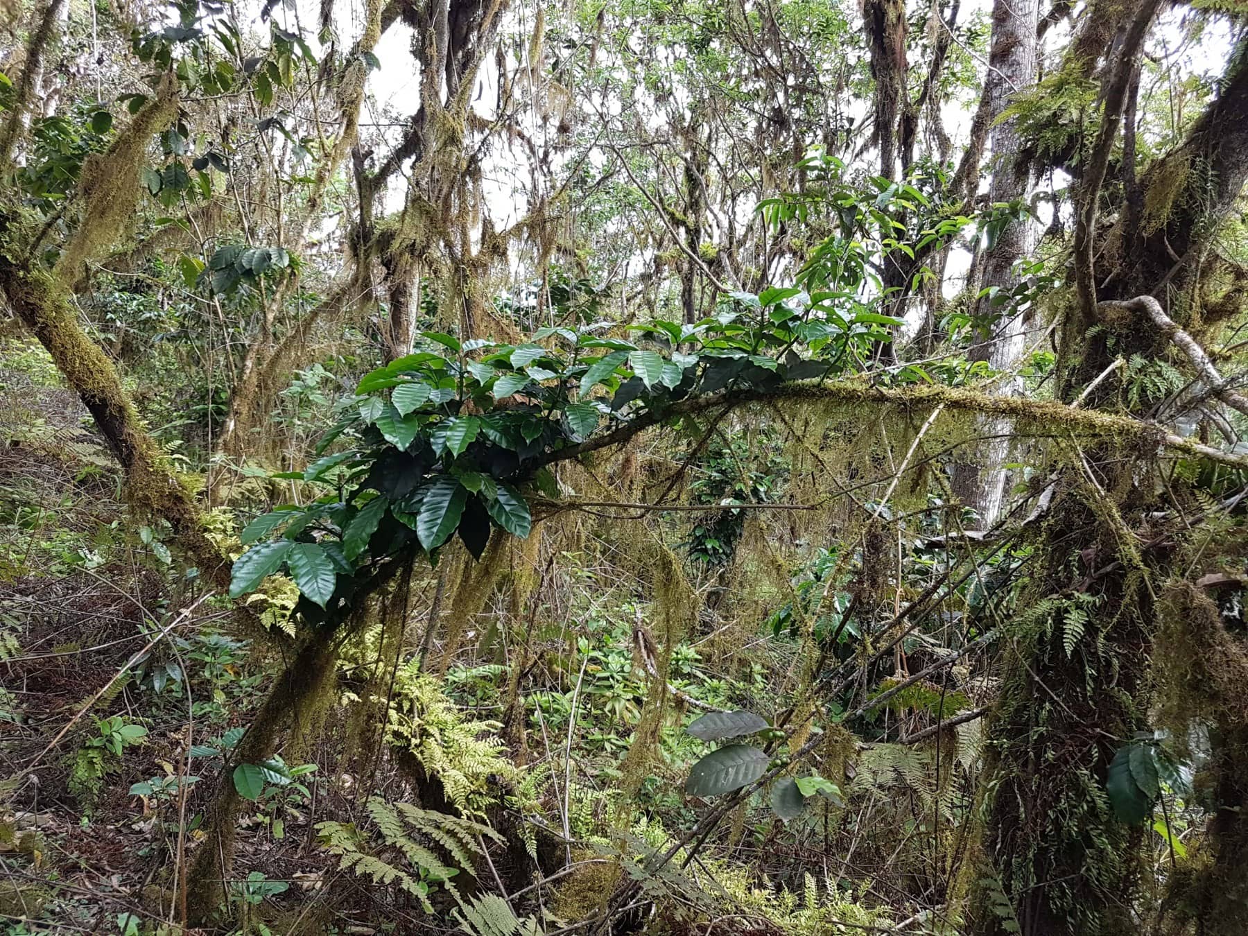 Coffee forest in Ecuador's Andes region