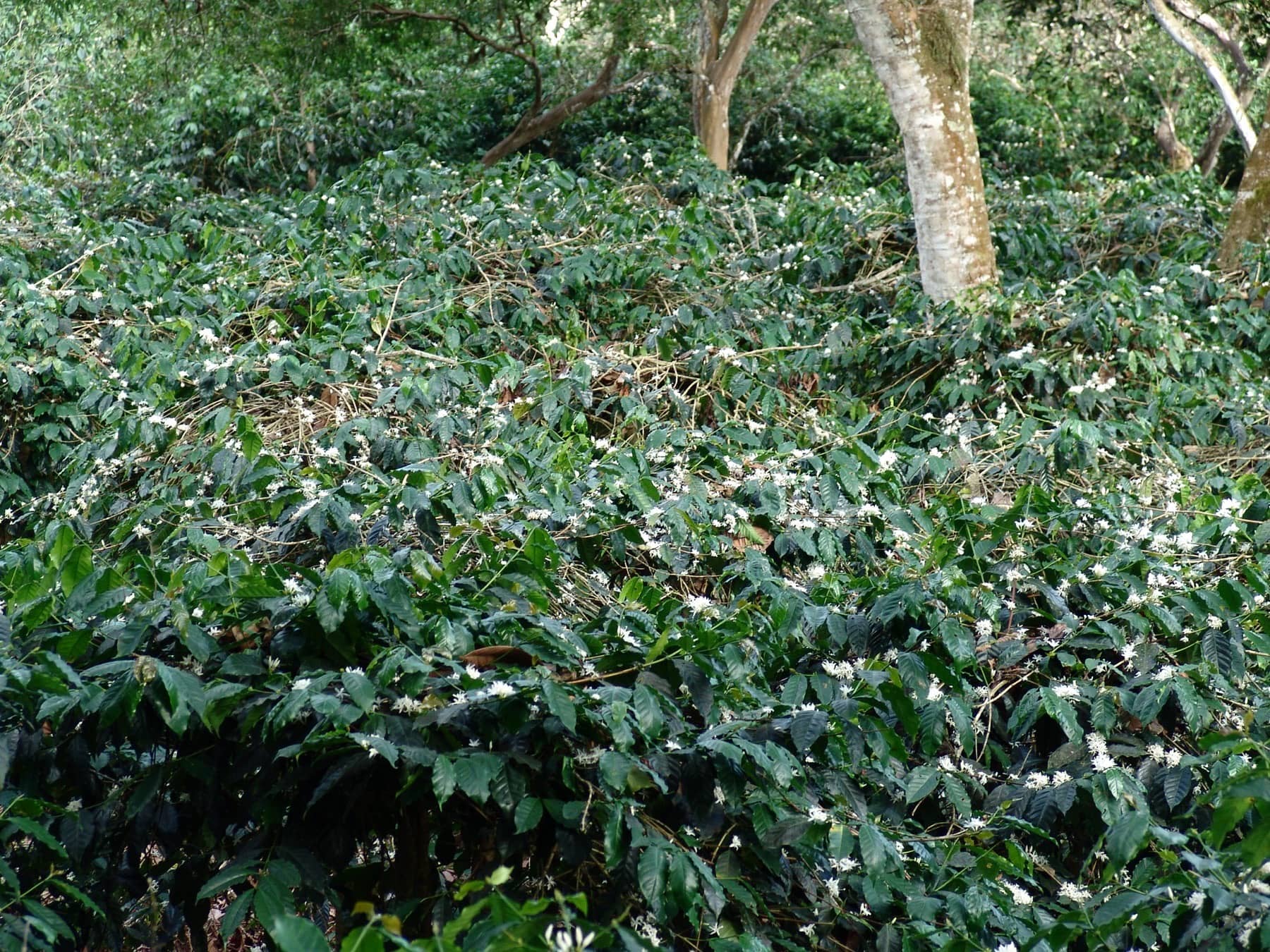 Coffee trees flowering on an Agrogora family farm in Ecuador