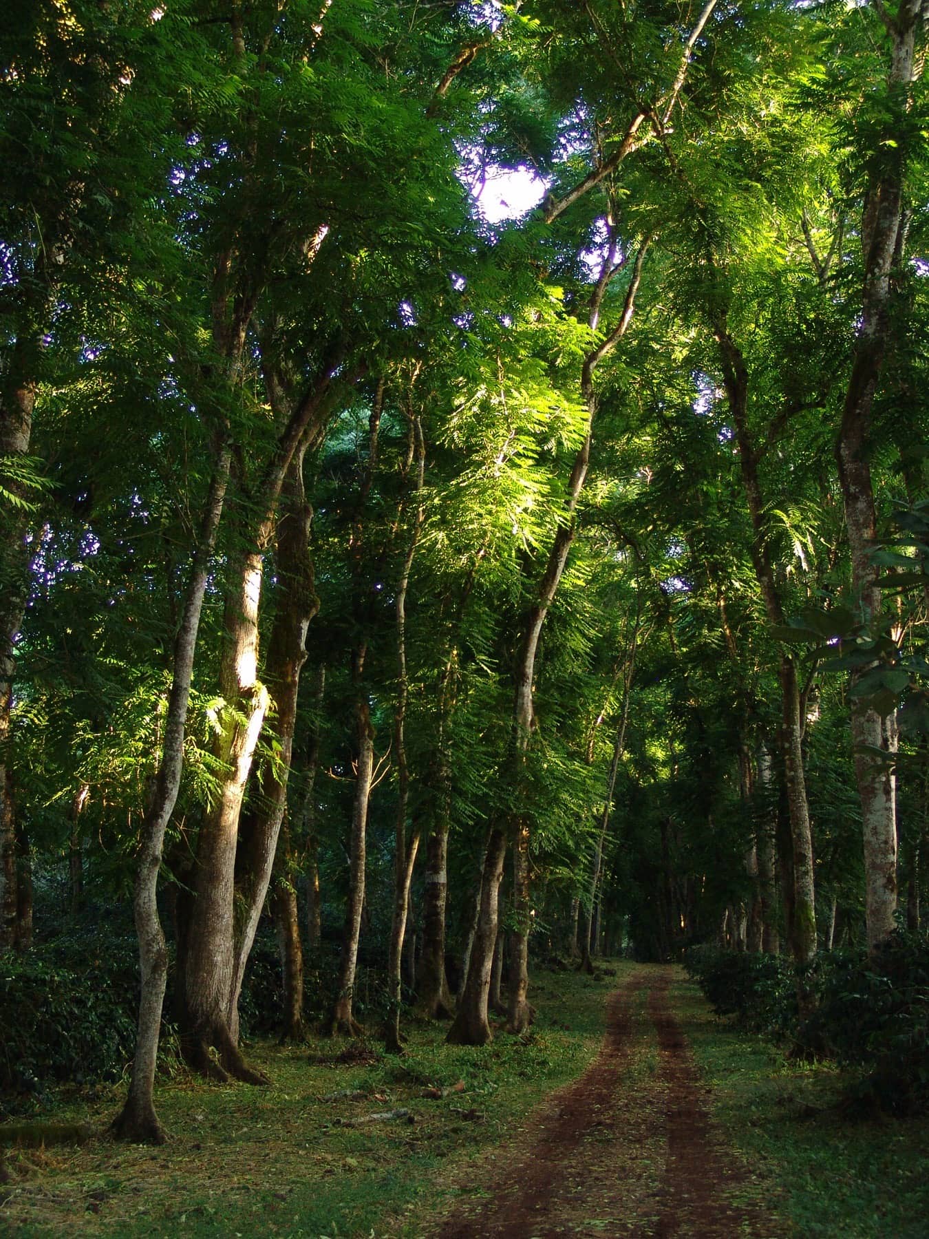 Shaded coffee landscape in Ecuador