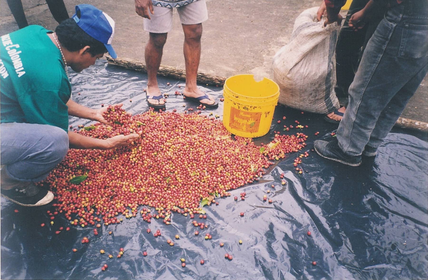 Coffee cherries being evaluated after harvest at origin