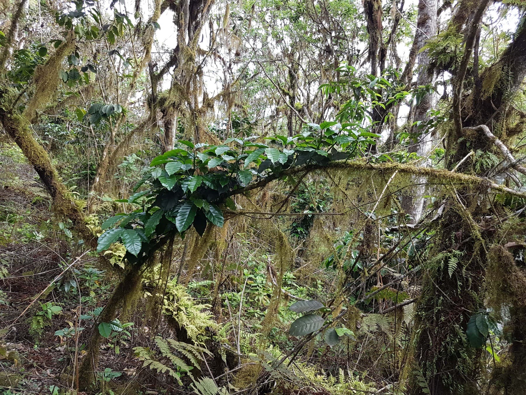 Andes Mountain, café de especialidad de Ecuador