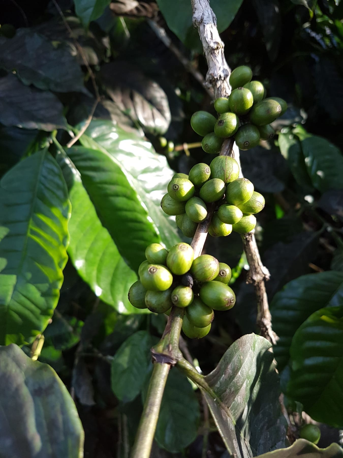 Typica Mejorado, café de especialidad de Ecuador