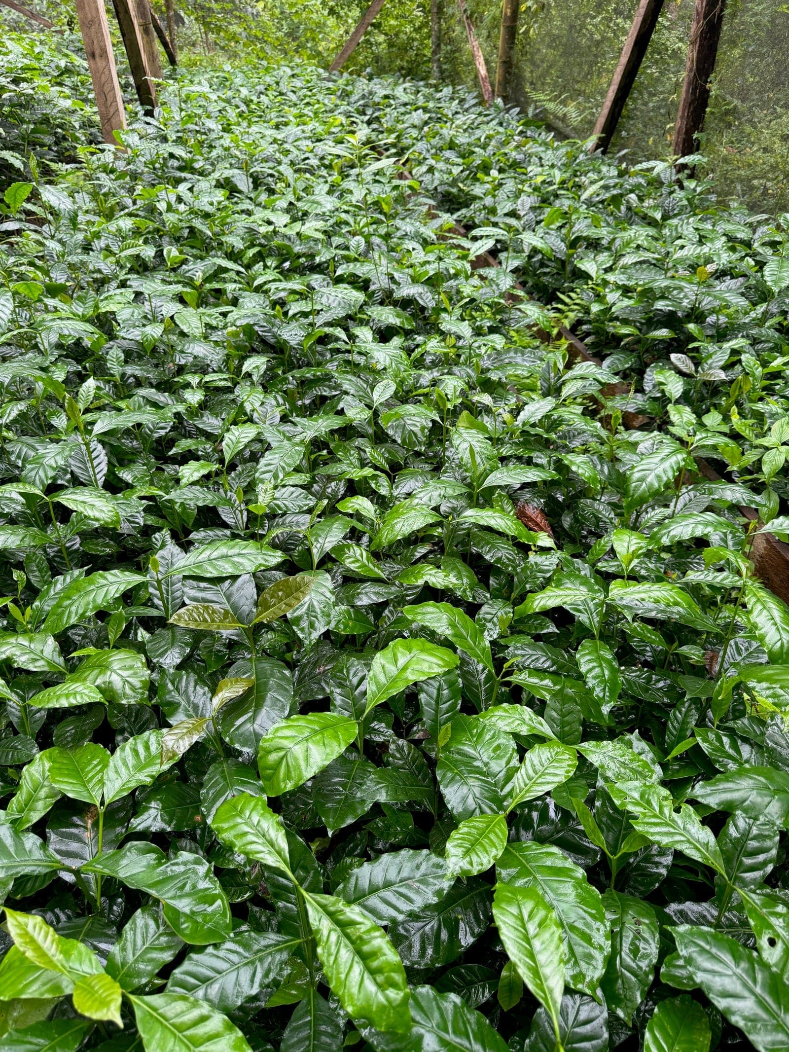 Coffee seedlings growing beneath shade in the Galapagos Islands