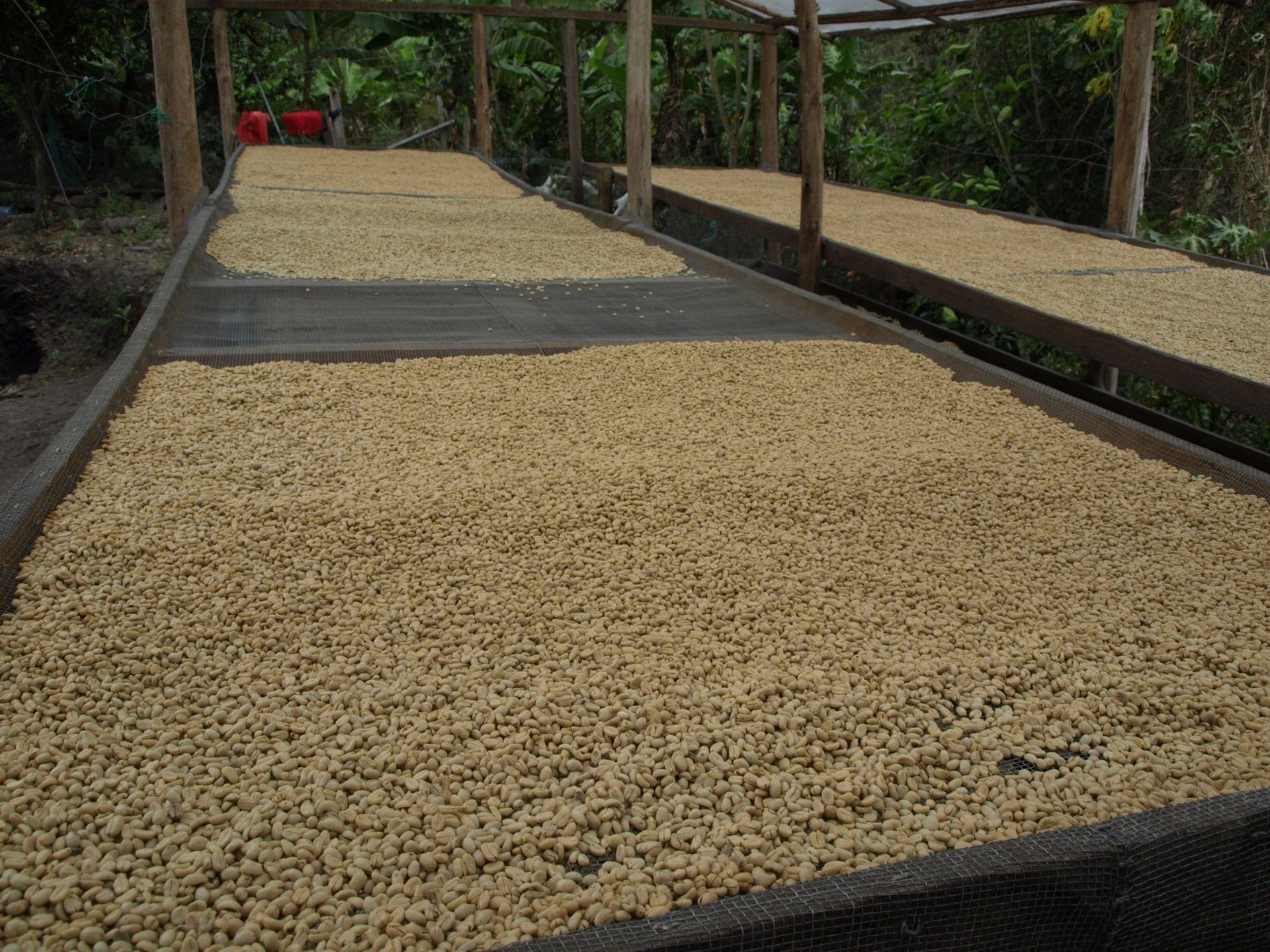 Washed coffee drying on raised beds in Ecuador